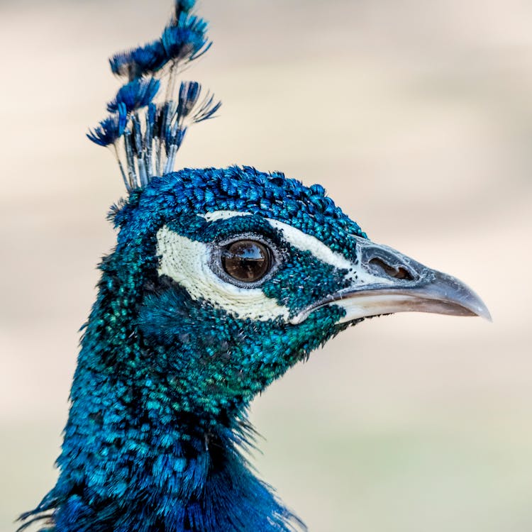 Close-up Photography Of Blue Peafowl