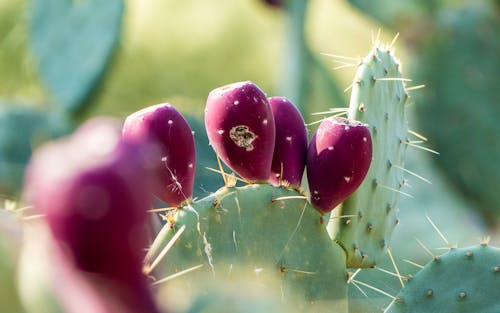 Free stock photo of cactus fruit