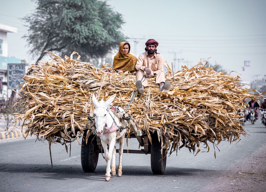 A donkey cart carrying crops on the streets of Khairpur Tamewali, Punjab.