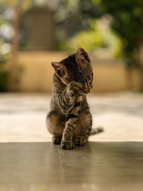 Free A cute tabby kitten sitting outdoors, grooming itself in the sunlight. Perfect for pet photography enthusiasts. Stock Photo