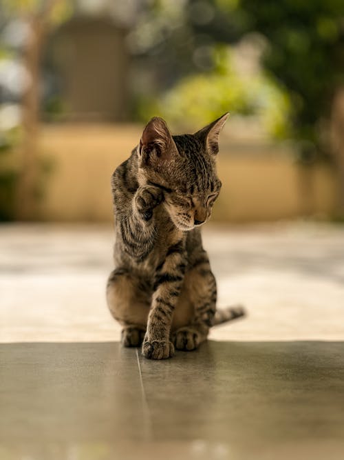 A Kitten sitting on the Floor 