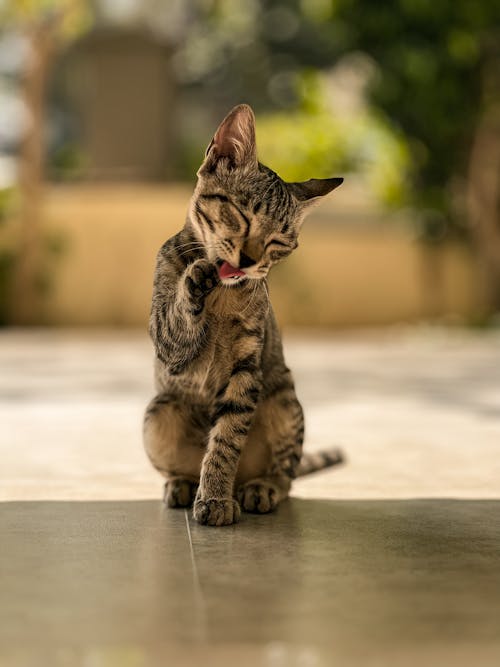 A Tabby Cat Licking Its Paw 