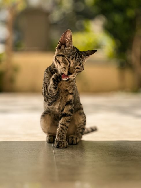 Condicionador Hidratante Pet