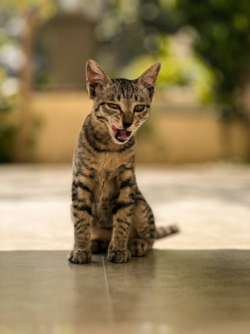 Close-up of a Cat 