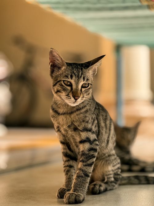 Free A cute tabby cat sitting indoors with a blurred background, creating a cozy atmosphere. Stock Photo