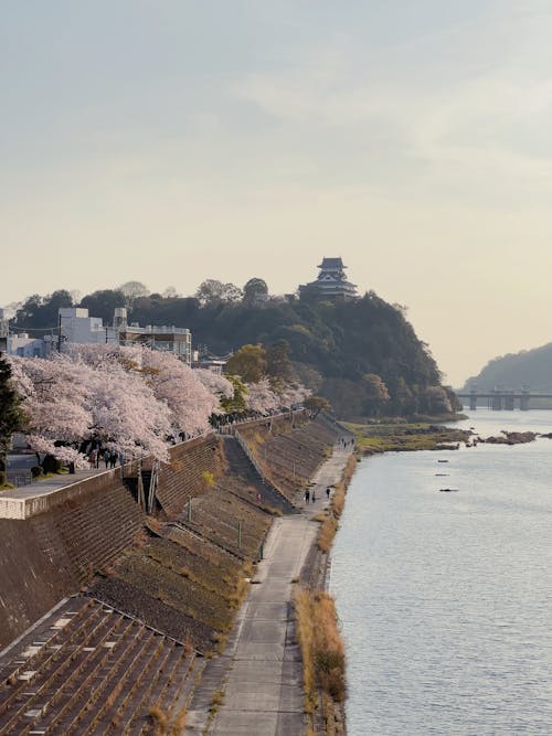 View of a Castle and River in Japan in Spring