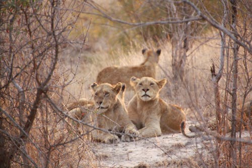 Free Lions Surrounded With Leafless Trees Stock Photo