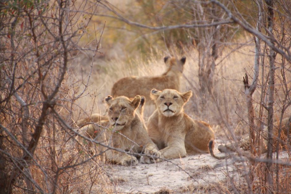 lion pride in a quiet conservancy setting lion pride in a quiet conservancy setting