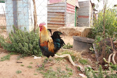 Δωρεάν στοκ φωτογραφιών με soweto, άγρια φύση, Αφρική