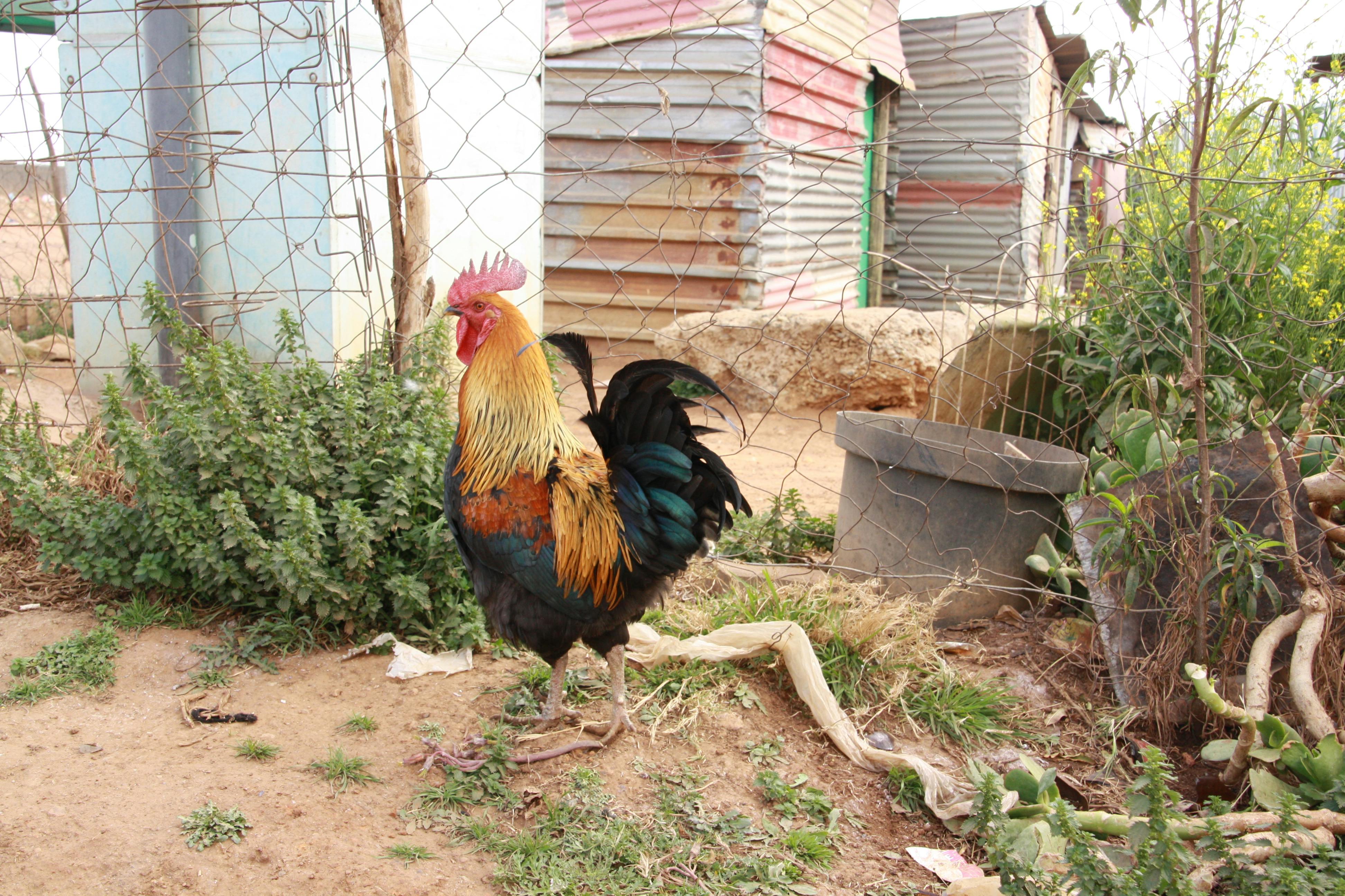 Free stock photo of africa, bird, chicken