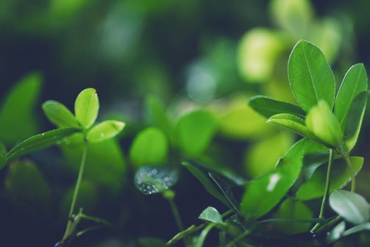 fresh young green leaves spring