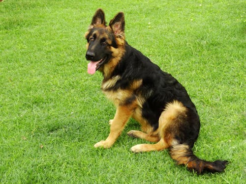 Young German Shepherd Dog Sitting on the Lawn 