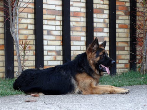 German Shepherd Lying Down