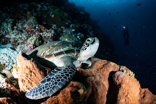 動物, 水下, 海洋生物 的 免费素材图片