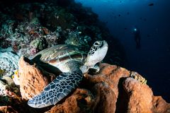 Carlisle Bay Wrecks