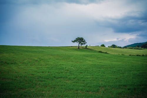Бесплатное стоковое фото с буря, деревья, живописный