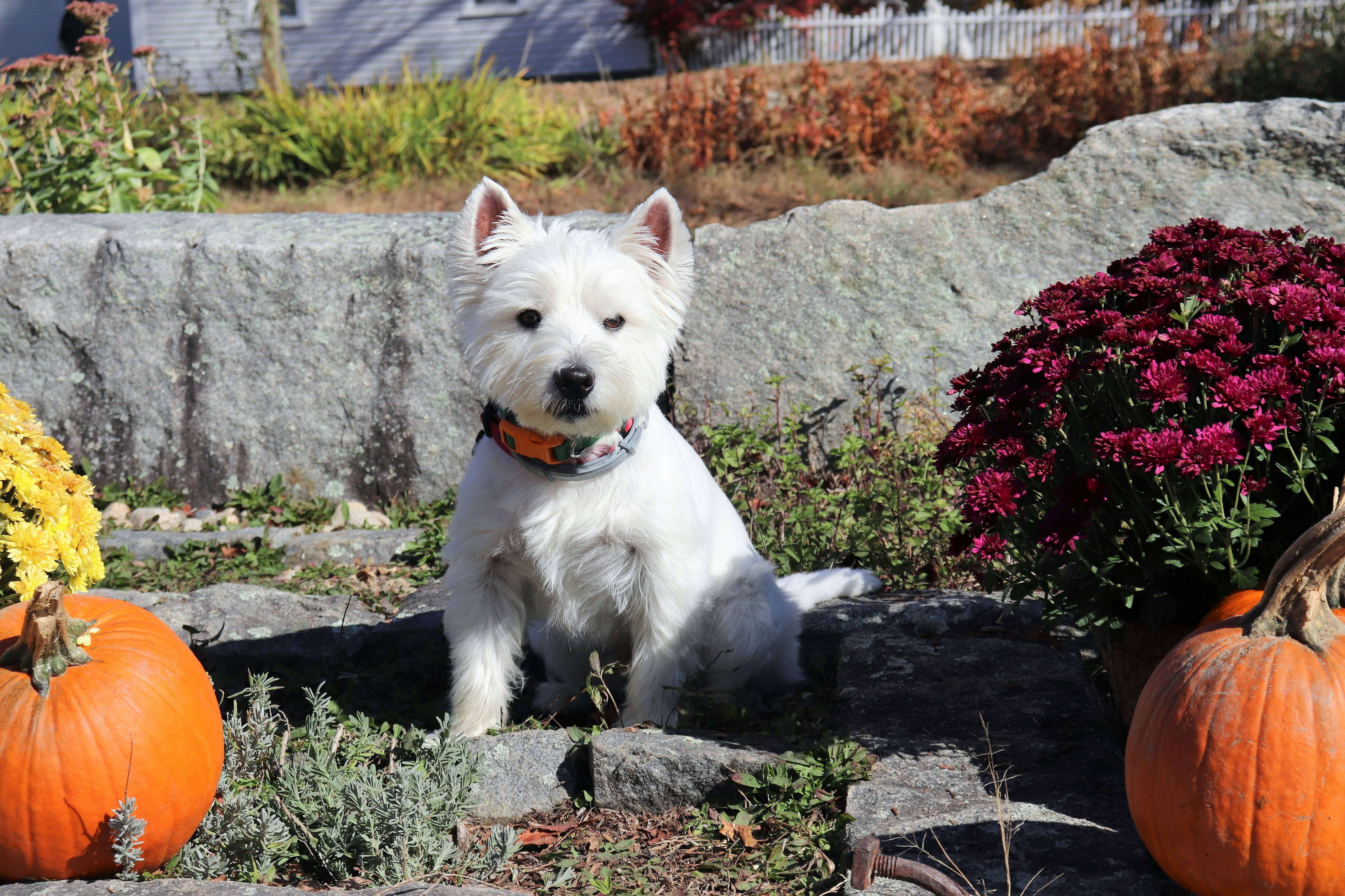 Εκπαίδευση Westie: Πλήρης Οδηγός