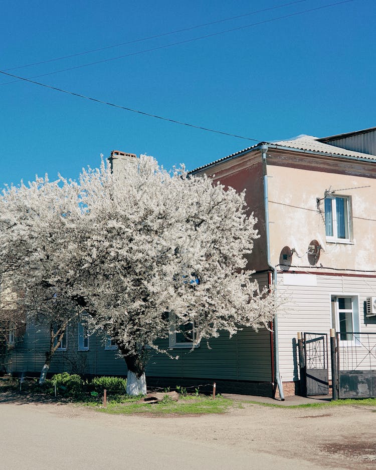 A Tree With White Flowers Next To A House 