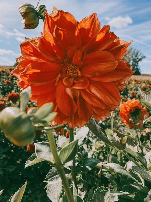 A large orange flower in a field