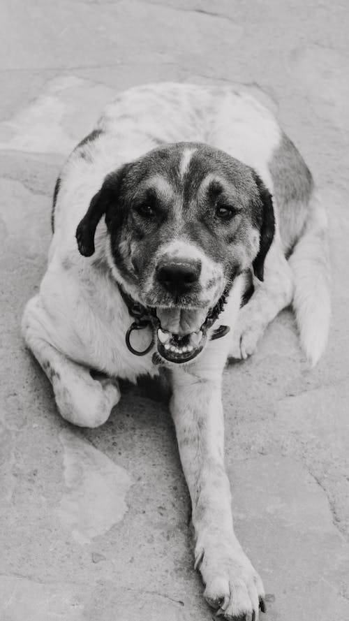 Free A Dog Lying on the Ground  Stock Photo