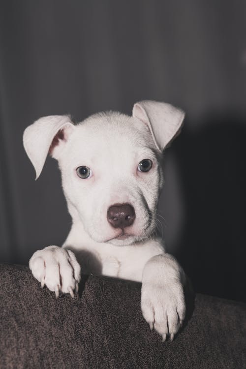 Dogo Argentino Royalty-Free Images, Stock Photos & Pictures