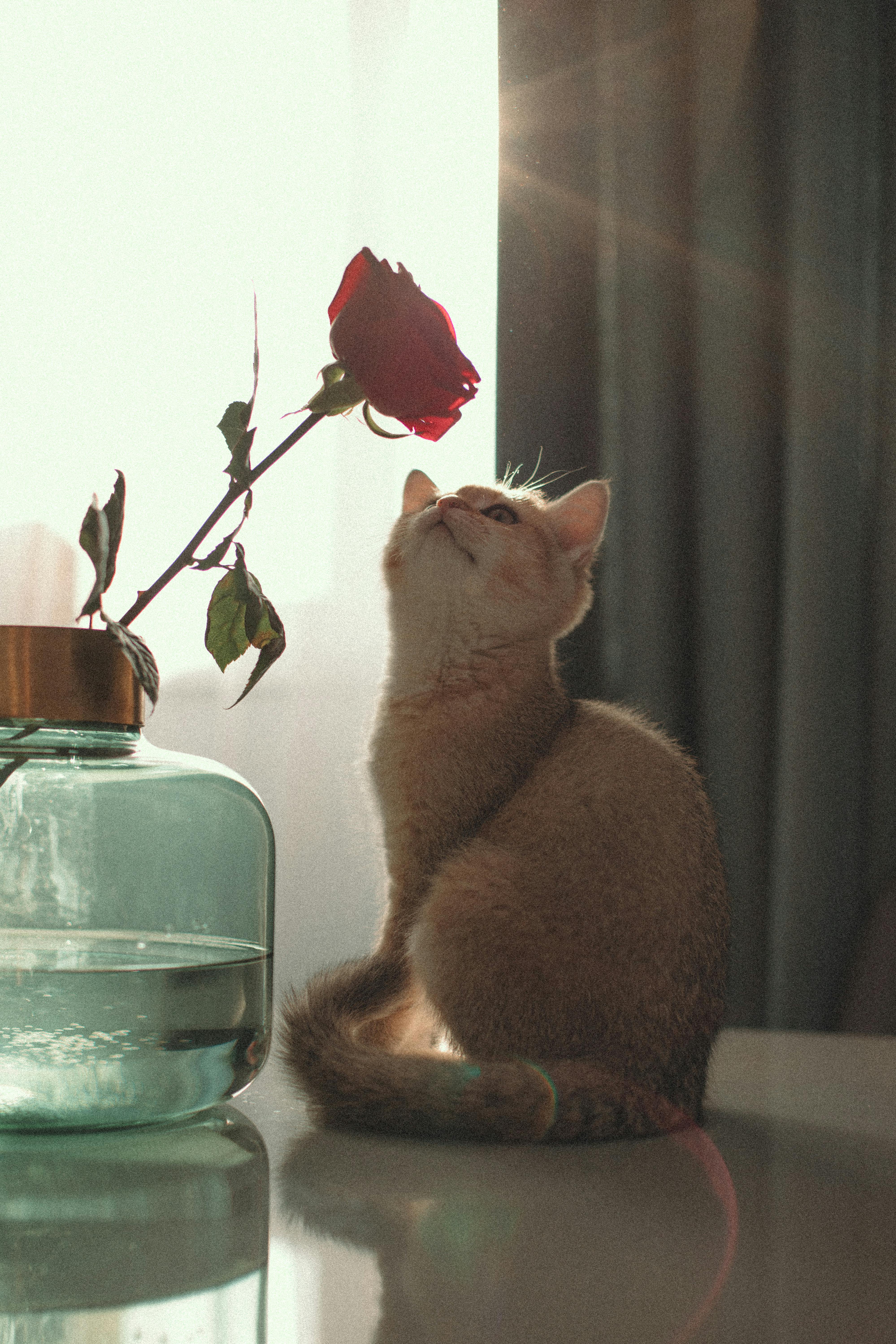 Cat And Rose Wallpaper Photos, Download The BEST Free Cat And Rose
