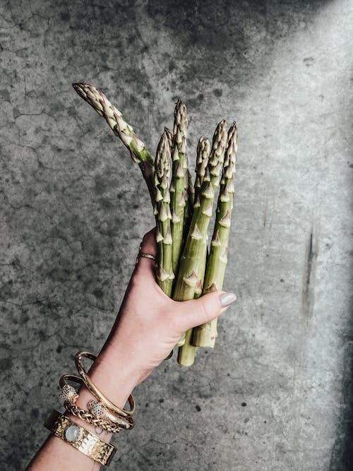 Hand Holding Green Plant