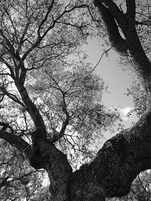 Black and White Photo of an Old Tree 