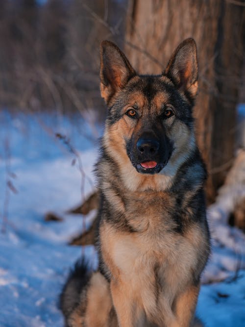 개, 겨울, 눈의 무료 스톡 사진