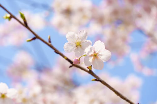 Cherry Blossoms on Branch