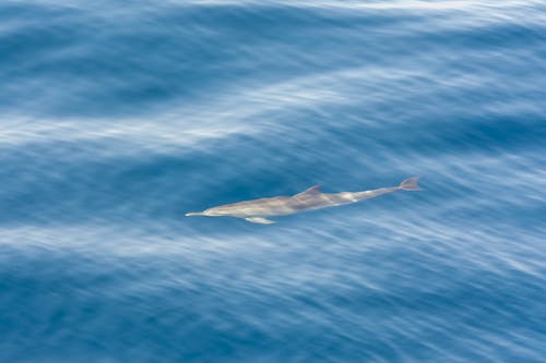 Gratis Fotos de stock gratuitas de agua, bajo el agua, delfín Foto de stock