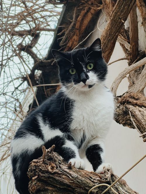 Free A black and white cat sitting on a tree branch, looking directly at the camera in Durrës, Albania. Stock Photo