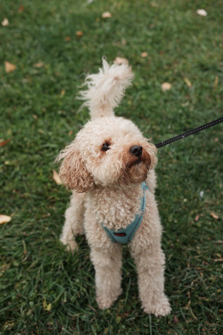 Dog On A Leash