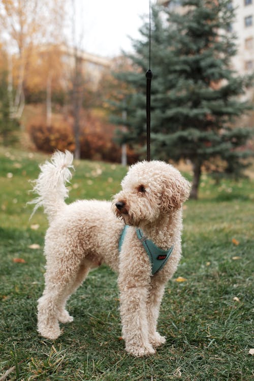 Close up of Labradoodle