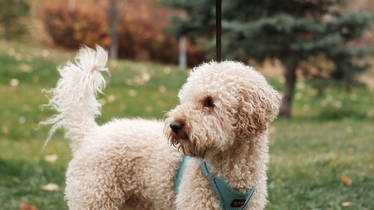 Labradoodle Haircuts: 8 Styles, Coat Types & Groomer Guide