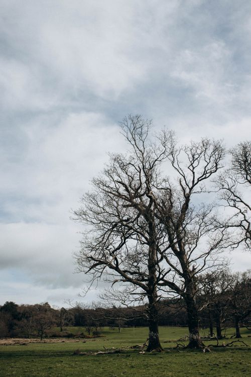Free A peaceful scene of bare trees against an overcast sky, depicting the serene beauty of nature. Stock Photo