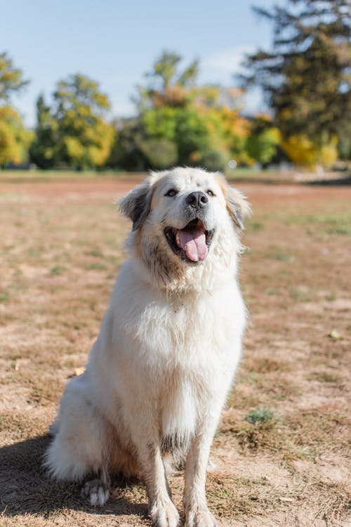 Dog Sitting on Grass