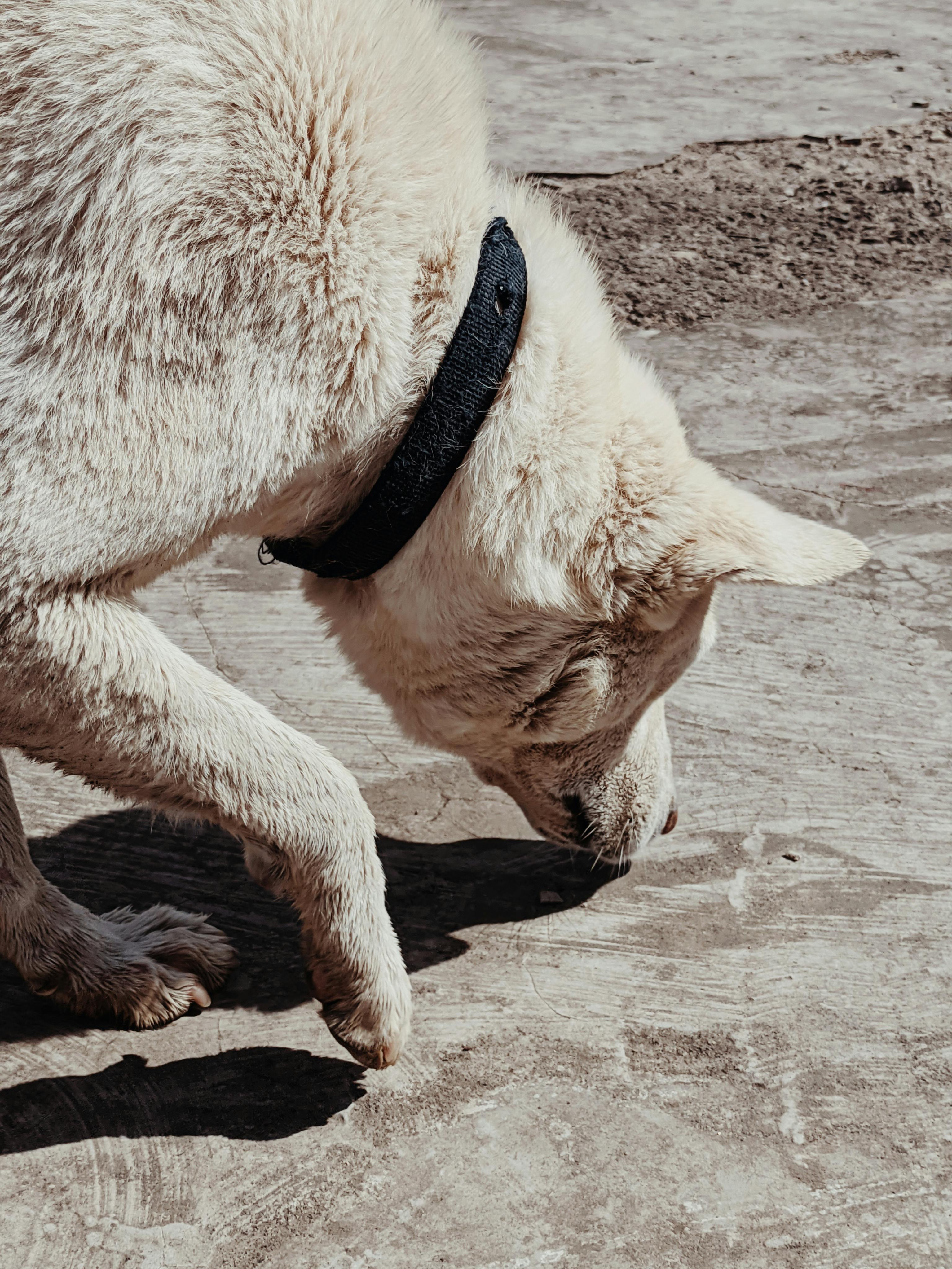 Dog Sniffing Ground Photos, Download The BEST Free Dog Sniffing Ground