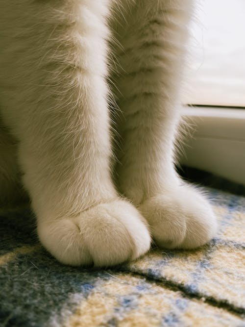 Close-up of Front Paws of a Cat