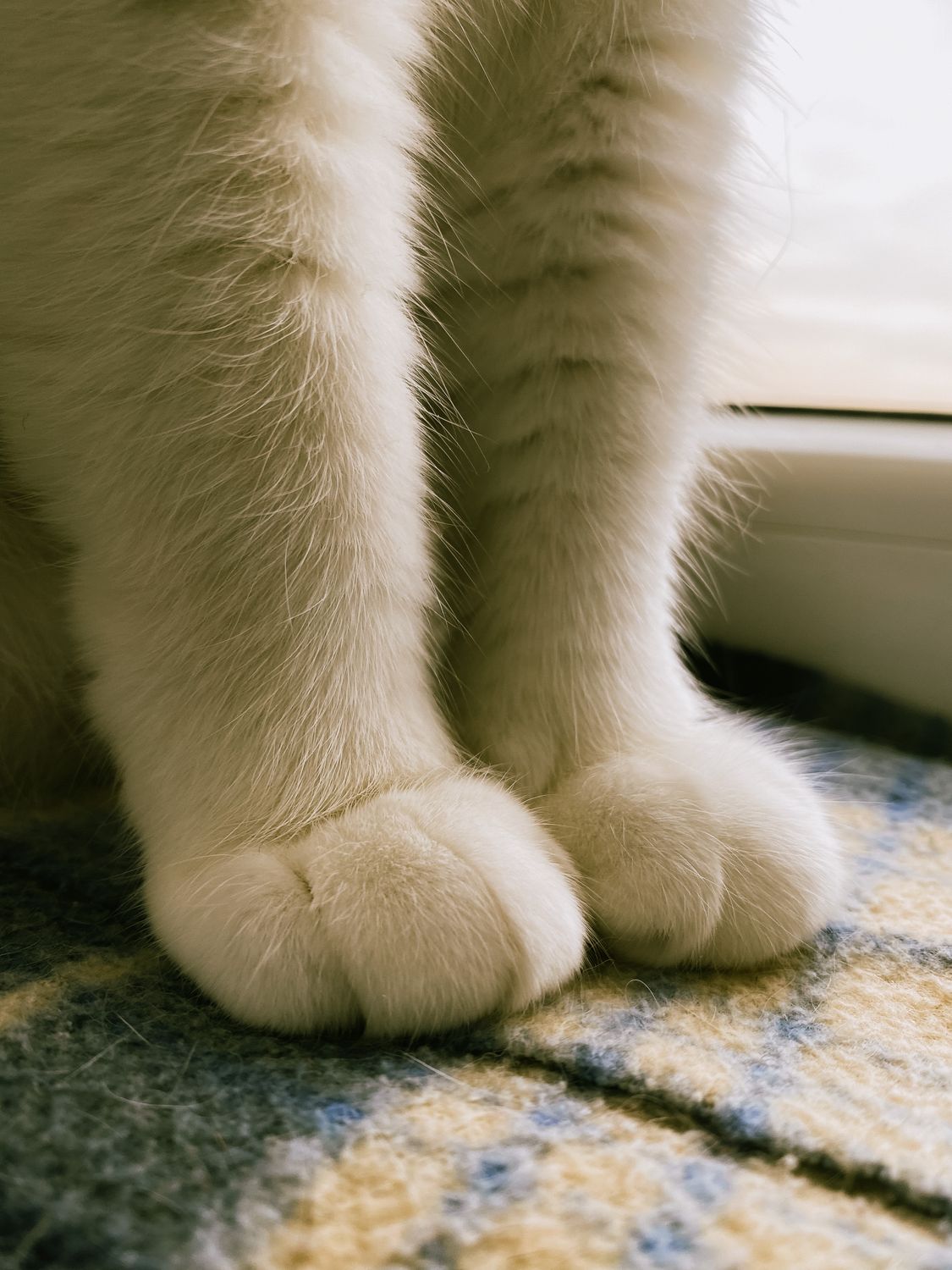 Paws Front View Close-up of Front Paws of a Cat · Free Stock Photo