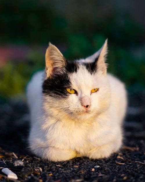 Free Close-up of a white and black cat lying outdoors, with a blurred green background. Stock Photo