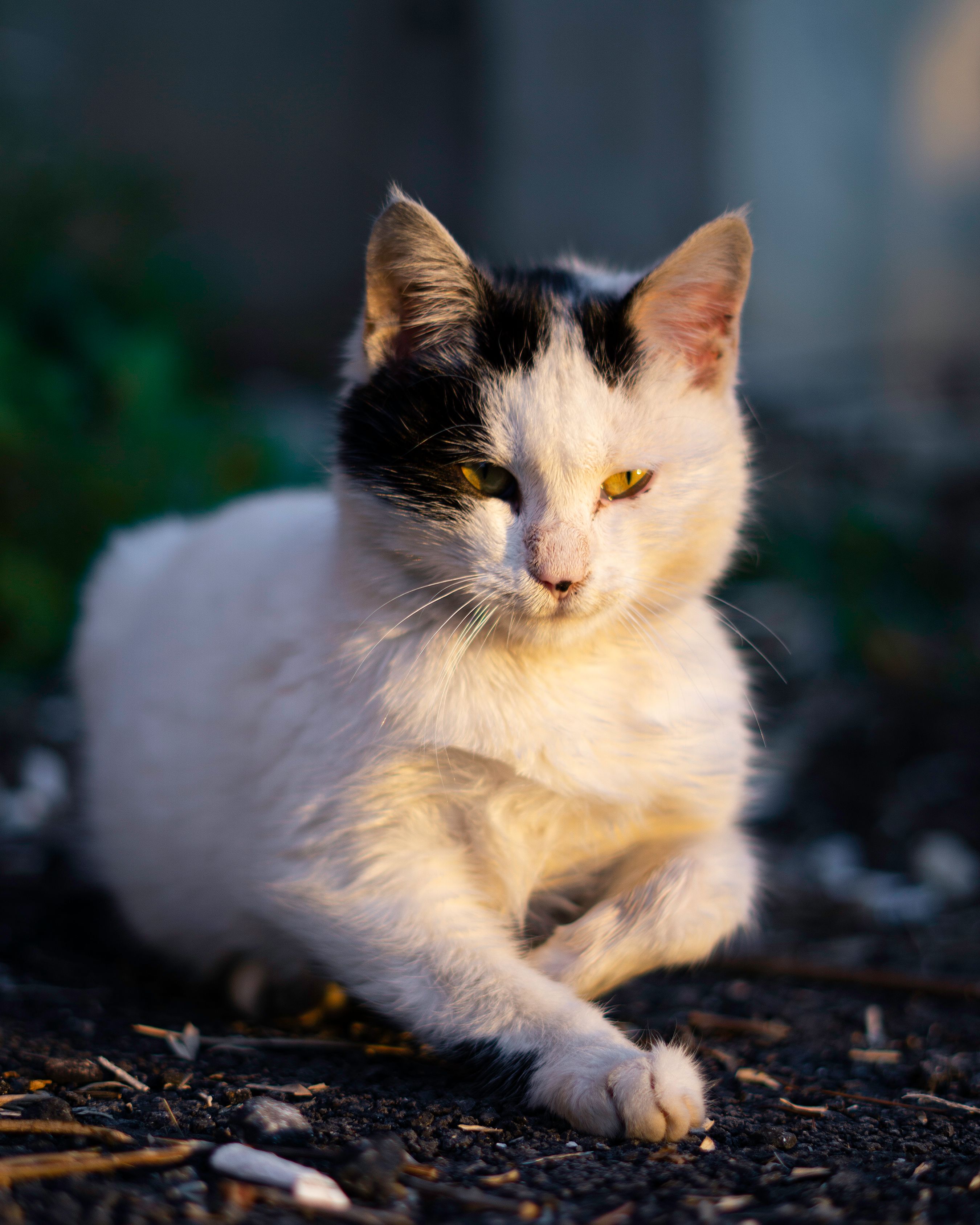 Close-up of a Black and White Cat · Free Stock Photo