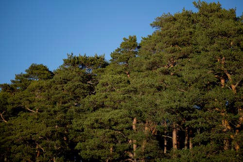 Gratis arkivbilde med bartre, blå himmel, eviggrønn