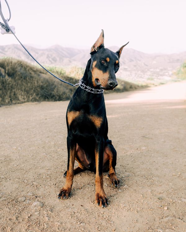 Kostenloses Foto zum Thema: aktiv, amerikanischer dobermann,  dober~~pos=trunc, drauen, erdweg, familienhund, frhling, gehen, gehorsam,  halsband, haustier, hund, hund zu fu, hndisch, k9, kalifornien,  landschaft, leine, los angeles, loyalitt, natur ...