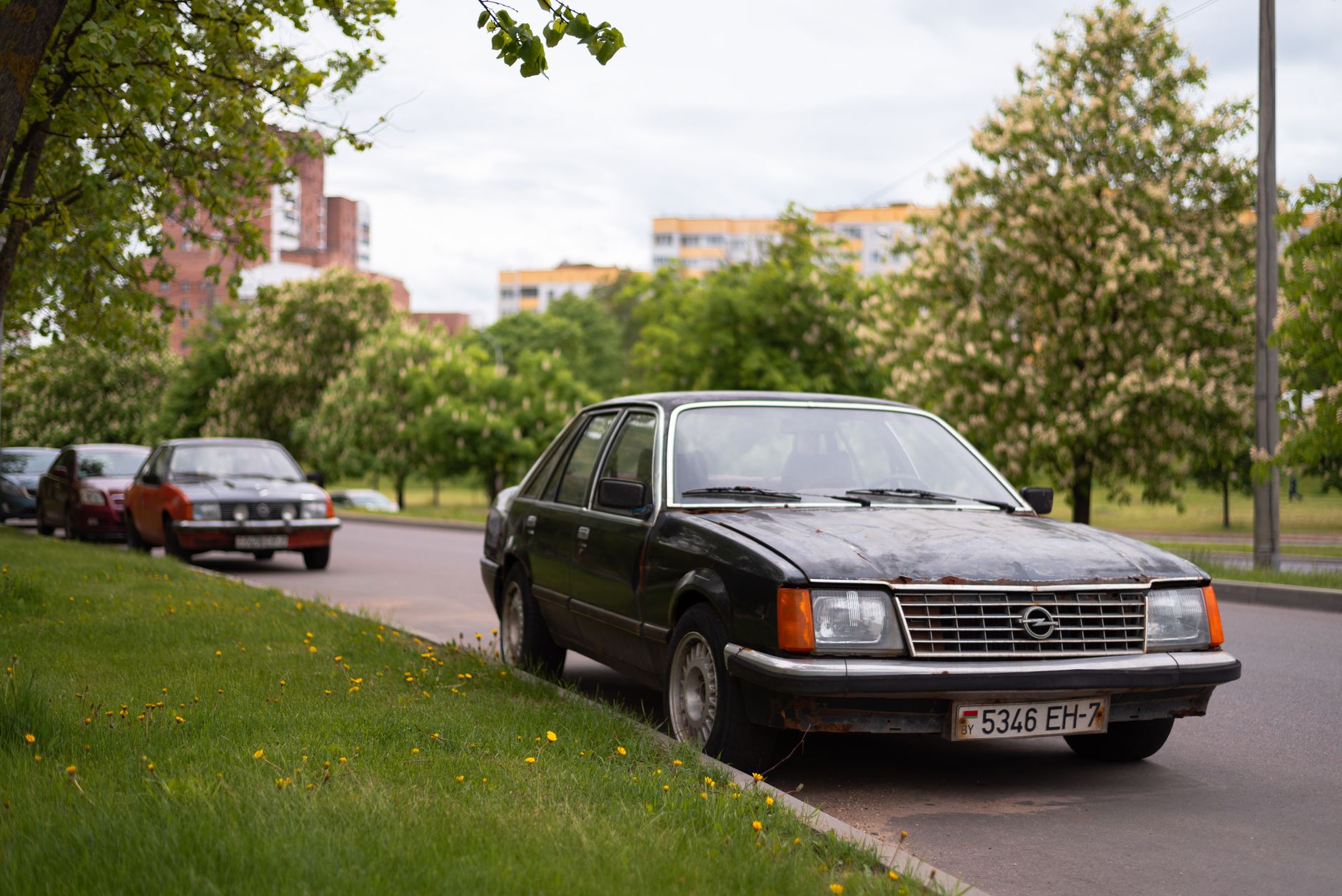 Classic Opel car parked on a suburban street lined with blossoming trees, exuding a nostalgic charm.