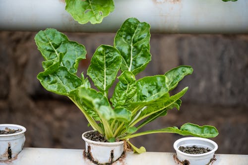 Close up of a Potted Plant 