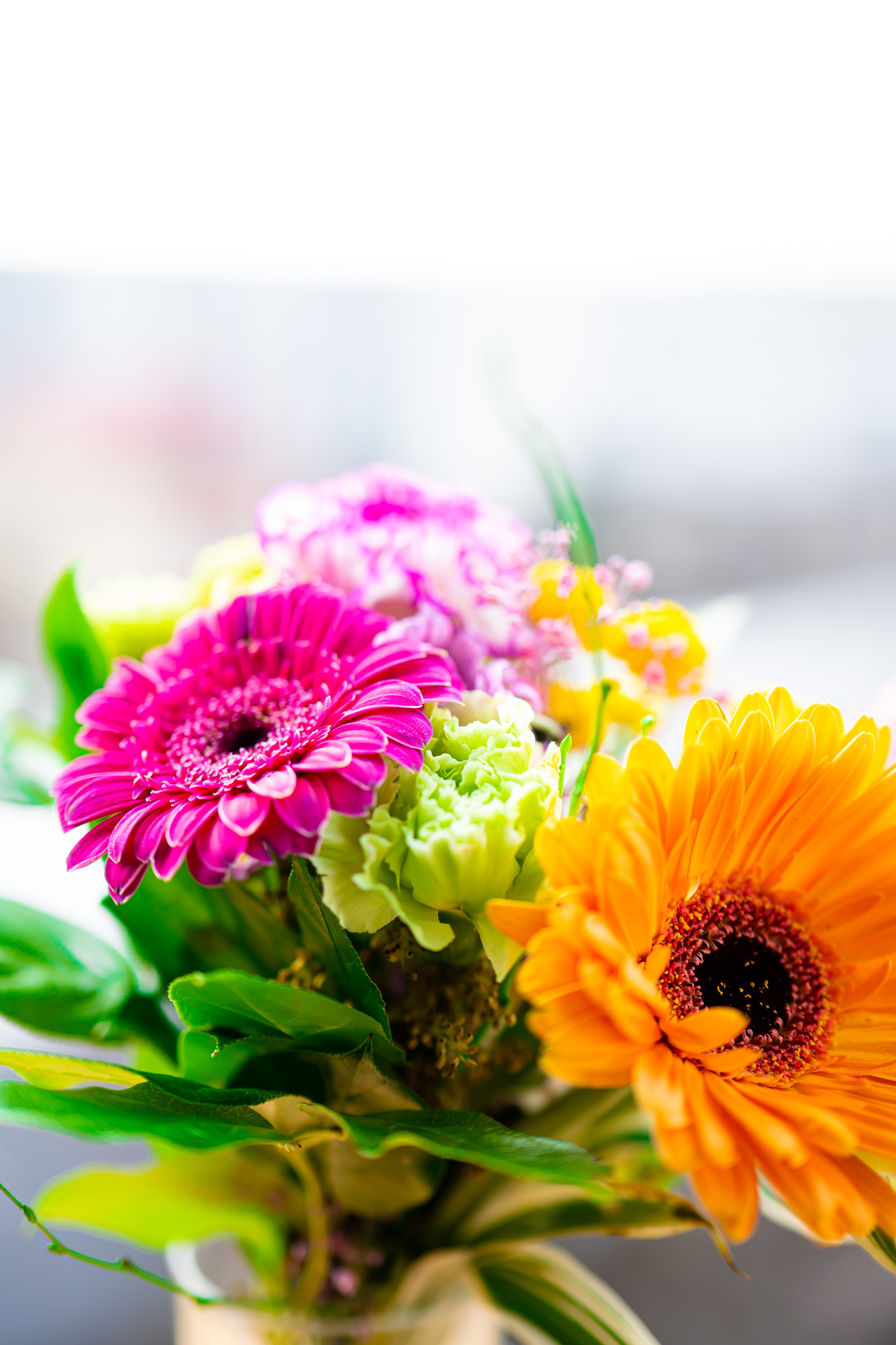 [ColoSach]-bright-and-colorful-gerbera-daisy-bouquet-with-lush-greenery,-captured-in-natural-light-indoors.