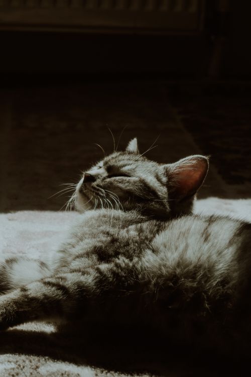 Free A peaceful tabby cat basking in warm sunlight indoors, exuding calm and tranquility. Stock Photo