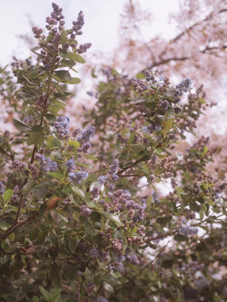 Flowers And Leaves On Branches