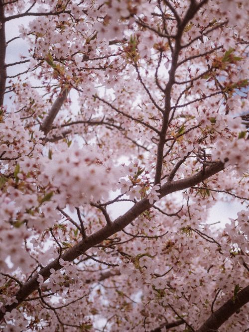 Free Beautiful cherry blossoms blooming on branches create a picturesque spring scene. Stock Photo